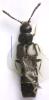Atheta sp.